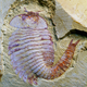 Illustration for article titled Ancient fossil reveals that Cthulhu really did live on Earth 500 million years ago